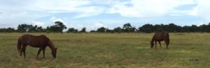 horses in field